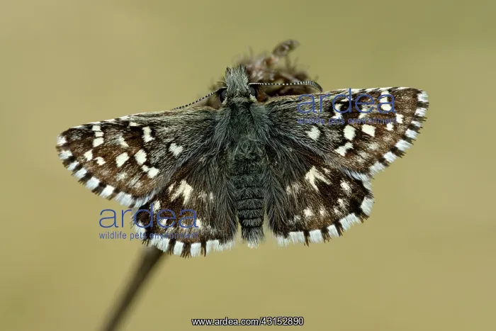 : grizzled skipper (Pyrgus malvae) : grizzled skipper (Pyrgus malvae)
