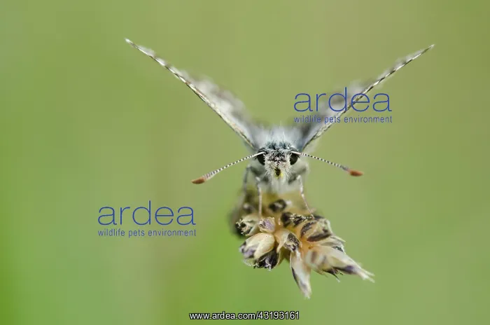 : Grizzled Skipper (Pyrgus malvae) on Gramninae - : Grizzled Skipper (Pyrgus malvae) on Gramninae -