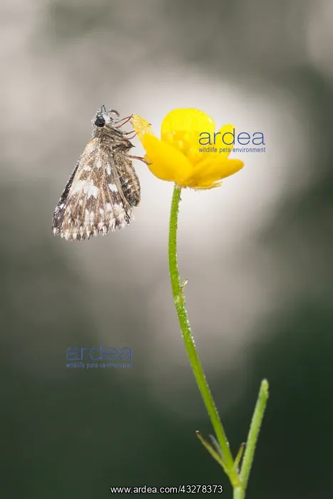 : Grizzled Skipper (Pyrgus malvae) resting on But : Grizzled Skipper (Pyrgus malvae) resting on But