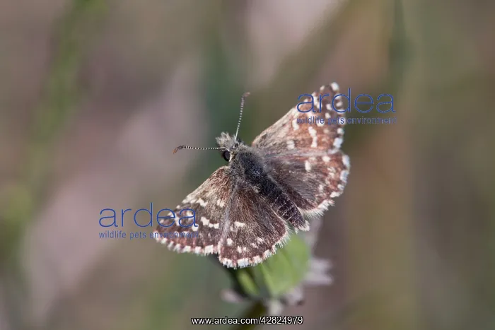 : Grizzled Skipper - Summer : Grizzled Skipper - Summer