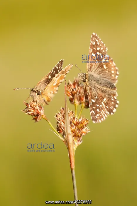 : Grizzled Skippers (Pyrgus malvae) pair, The Net : Grizzled Skippers (Pyrgus malvae) pair, The Net