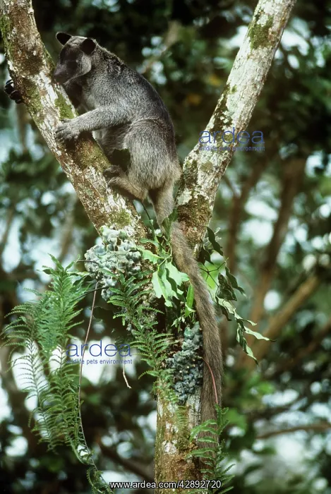 : Grizzled Tree Kangaroo : Grizzled Tree Kangaroo