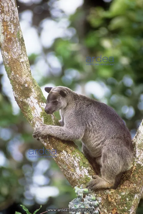 : Grizzled Tree Kangaroo : Grizzled Tree Kangaroo