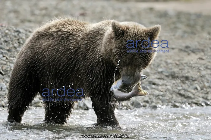 : Grizzly (Ursus arctos horribilis) fishing on the beach with caught salmon in its mouth : Grizzly (Ursus arctos horribilis) fishing on the beach with caught salmon in its mouth