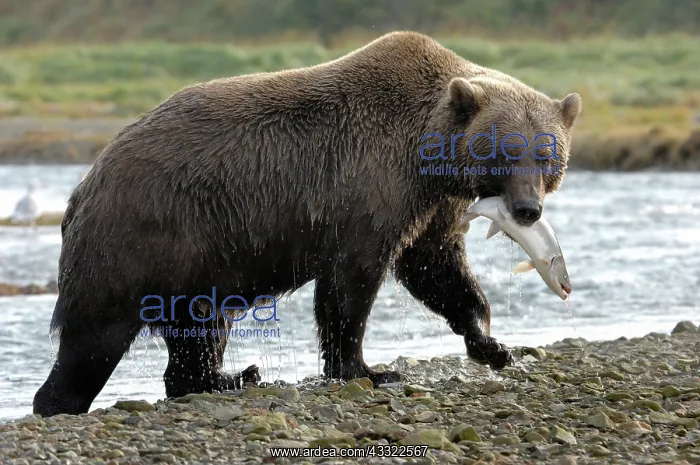 : Grizzly (Ursus arctos horribilis) leaving the river with a salmon in its mouth : Grizzly (Ursus arctos horribilis) leaving the river with a salmon in its mouth