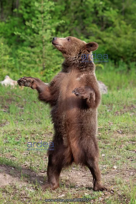 : Grizzly Bear - 2 1 / 2 year old on hind legs : Grizzly Bear - 2 1 / 2 year old on hind legs