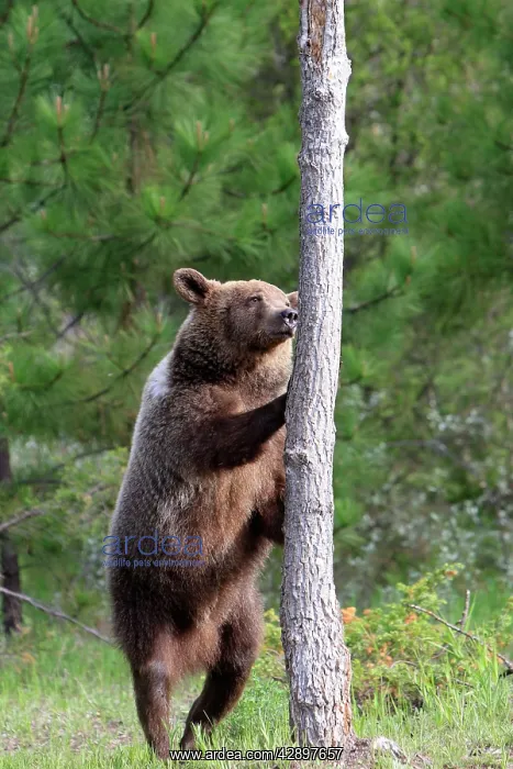 : Grizzly Bear - 2 1 / 2 year old on hind legs about : Grizzly Bear - 2 1 / 2 year old on hind legs about