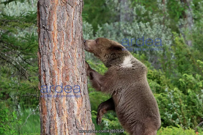 : Grizzly Bear - 2 1 / 2 year old with front paws on tree trunk : Grizzly Bear - 2 1 / 2 year old with front paws on tree trunk