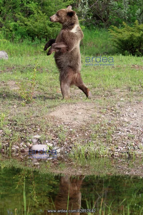 : Grizzly Bear - 2 1 / 2 year old walking on hind legs : Grizzly Bear - 2 1 / 2 year old walking on hind legs