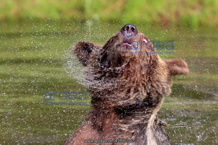 : Grizzly Bear - 2 1 / 2 year in water shaking head : Grizzly Bear - 2 1 / 2 year in water shaking head