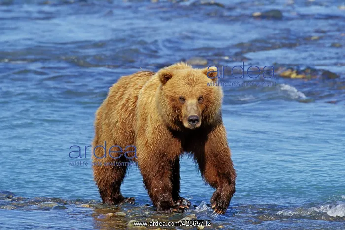 : Grizzly Bear : Grizzly Bear