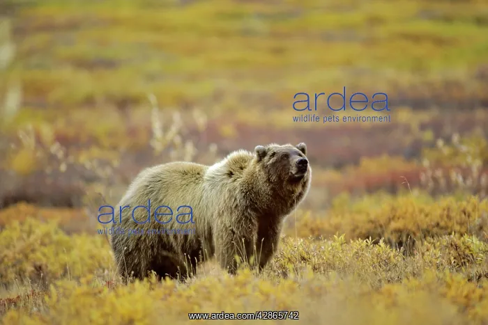 : Grizzly Bear : Grizzly Bear