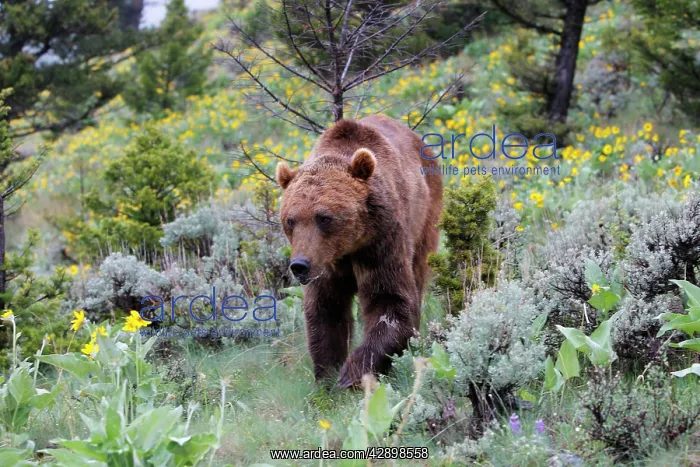 : Grizzly bear : Grizzly bear
