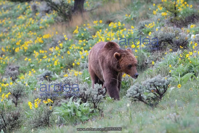 : Grizzly bear : Grizzly bear
