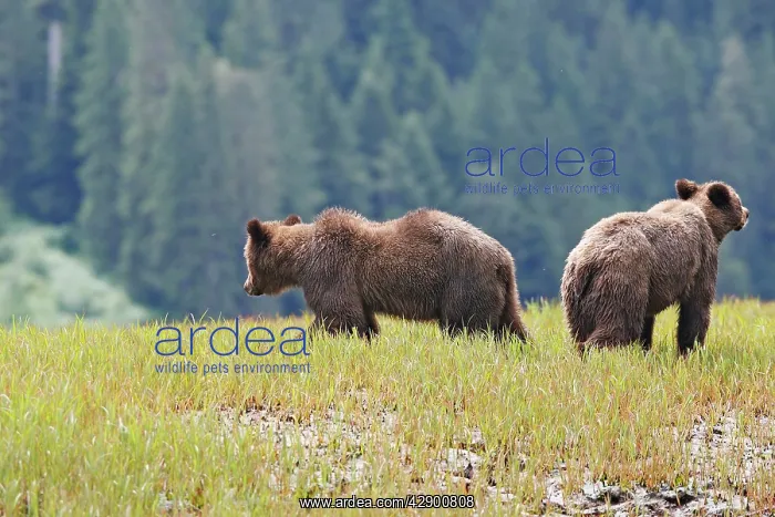: Grizzly Bear - two : Grizzly Bear - two