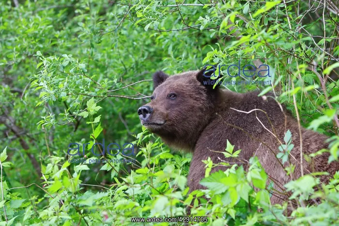 : Grizzly Bear : Grizzly Bear