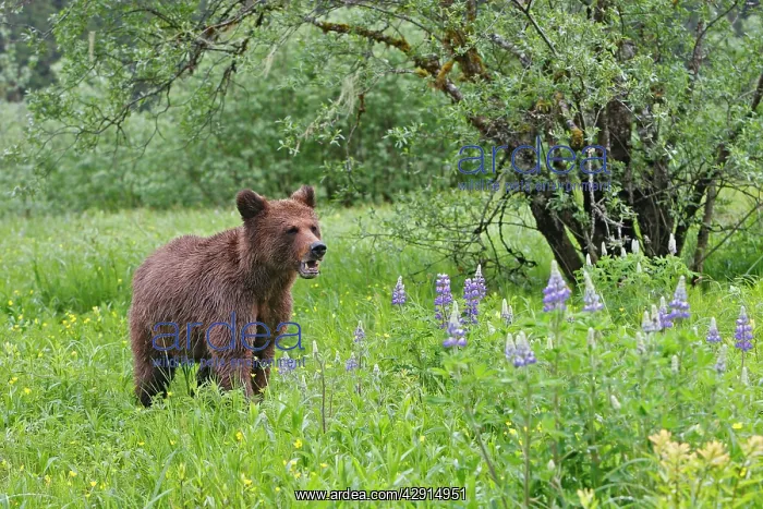 : Grizzly Bear : Grizzly Bear