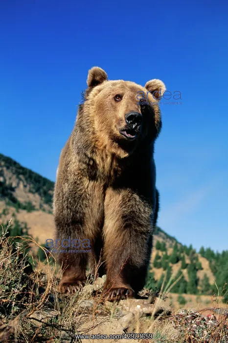  : Grizzly Bear