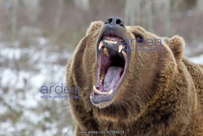  : Grizzly Bear