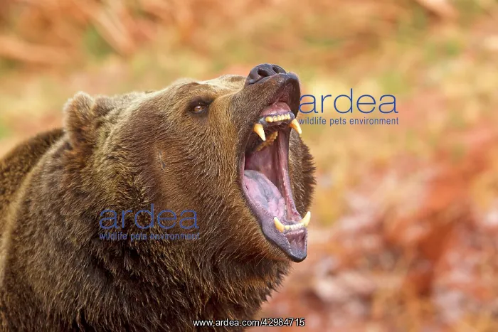 : Grizzly Bear : Grizzly Bear