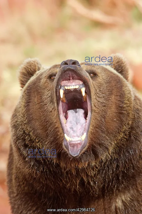 : Grizzly Bear : Grizzly Bear