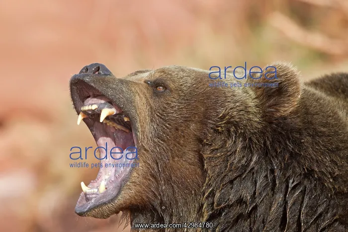 : Grizzly Bear : Grizzly Bear