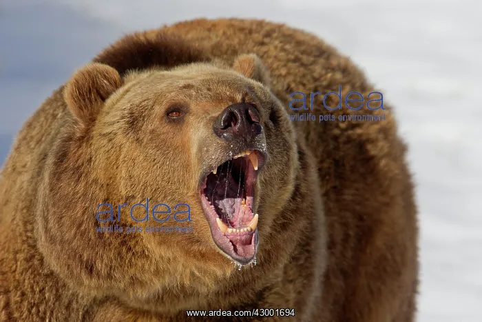 : Grizzly Bear : Grizzly Bear
