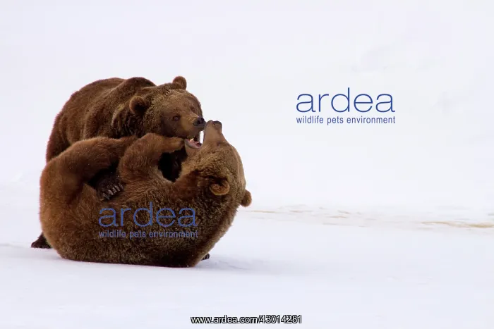 : Grizzly Bear : Grizzly Bear