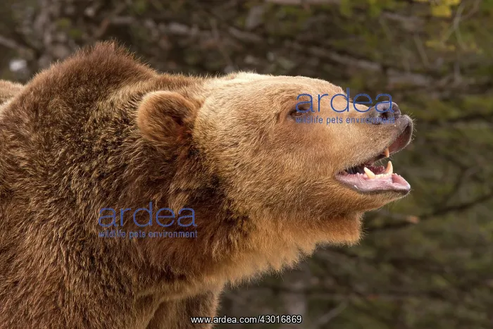 : Grizzly Bear : Grizzly Bear