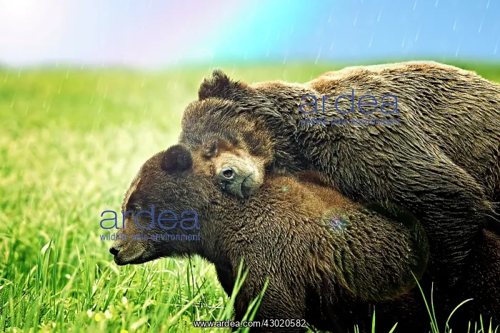 : Grizzly Bear : Grizzly Bear