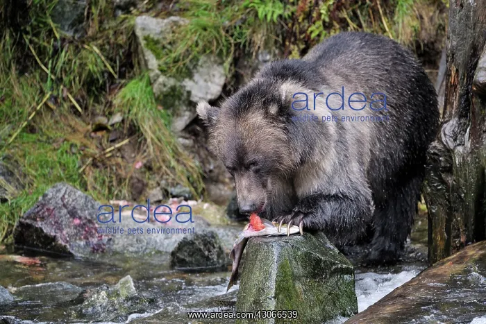 : Grizzly Bear : Grizzly Bear