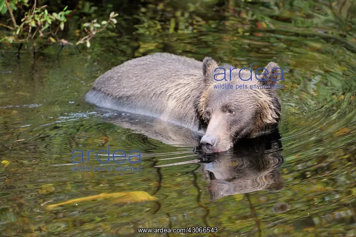 : Grizzly Bear : Grizzly Bear