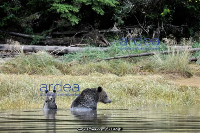 : Grizzly Bear : Grizzly Bear