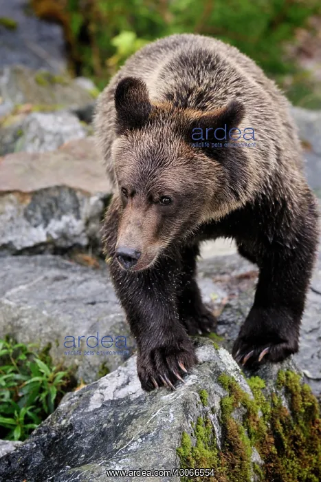  : Grizzly Bear