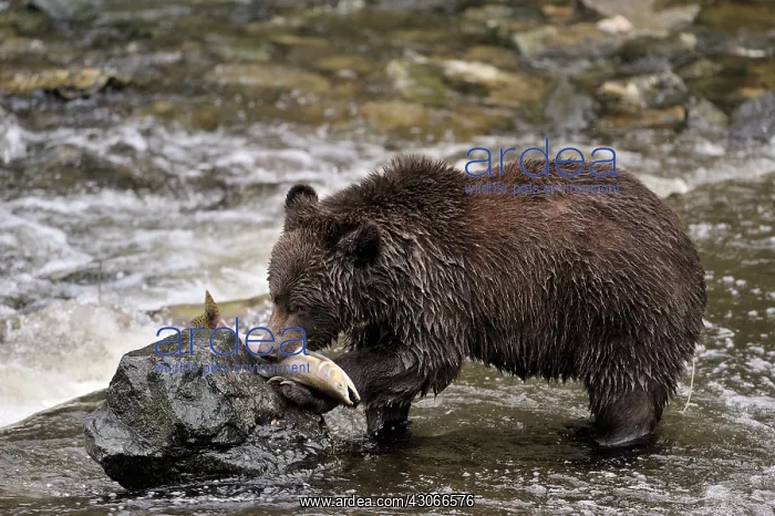 : Grizzly Bear : Grizzly Bear