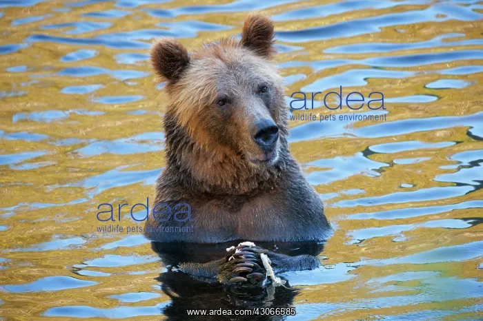 : Grizzly Bear : Grizzly Bear