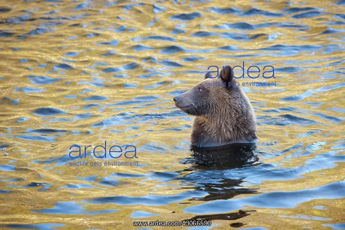: Grizzly Bear : Grizzly Bear