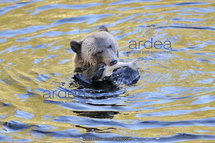 : Grizzly Bear : Grizzly Bear