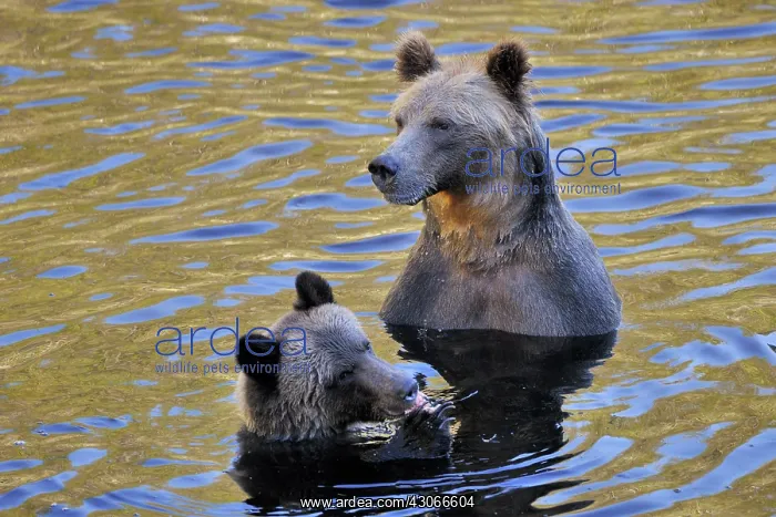 : Grizzly Bear : Grizzly Bear