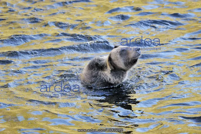 : Grizzly Bear : Grizzly Bear