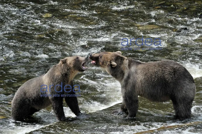 : Grizzly Bear : Grizzly Bear