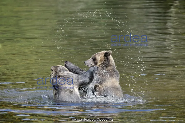 : Grizzly Bear : Grizzly Bear