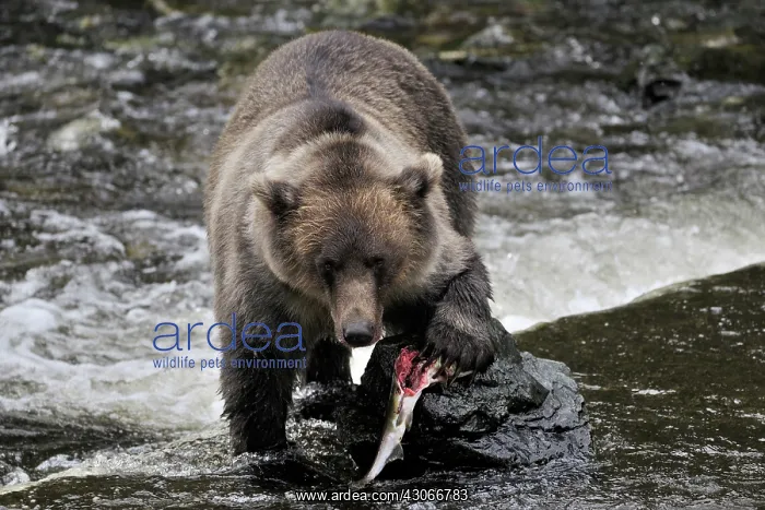 : Grizzly Bear : Grizzly Bear