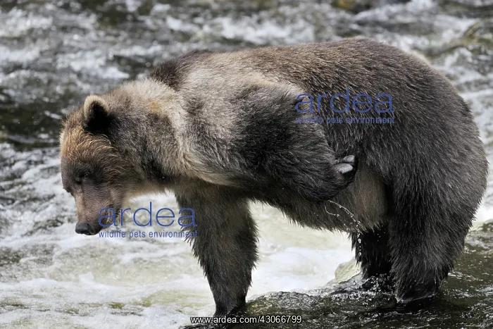 : Grizzly Bear : Grizzly Bear