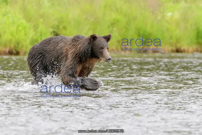 : Grizzly Bear : Grizzly Bear