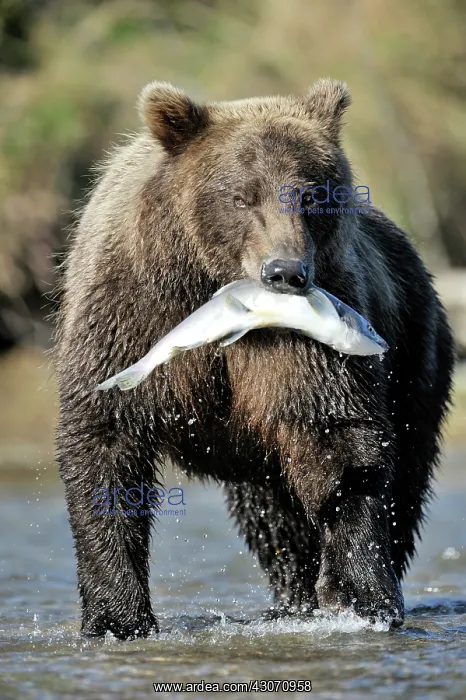 : Grizzly Bear : Grizzly Bear
