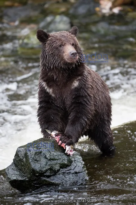: Grizzly Bear : Grizzly Bear