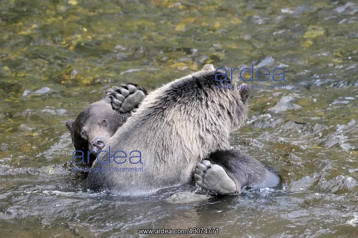 : Grizzly Bear : Grizzly Bear