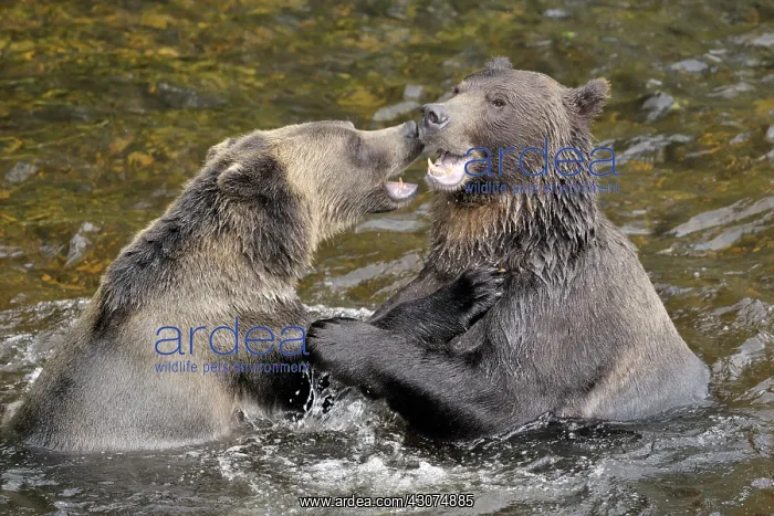: Grizzly Bear : Grizzly Bear