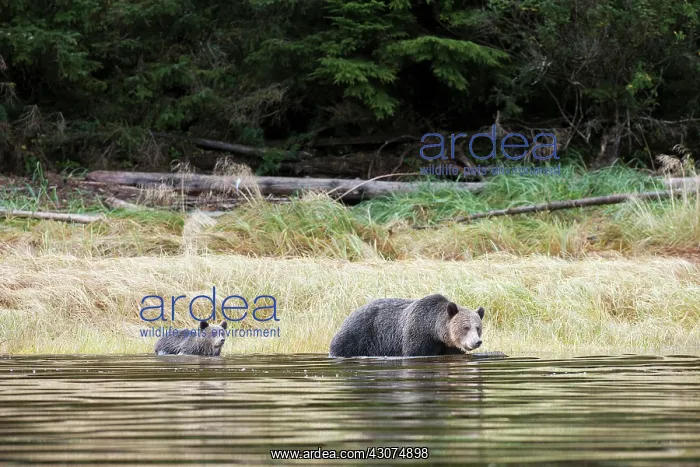  : Grizzly Bear